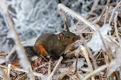 《海贼王：时光旅诗》“水之七岛”预告片分享