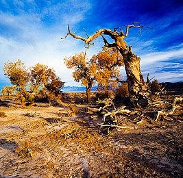 模拟经营《宠物店模拟器》Steam页面上线 支持简繁体中文